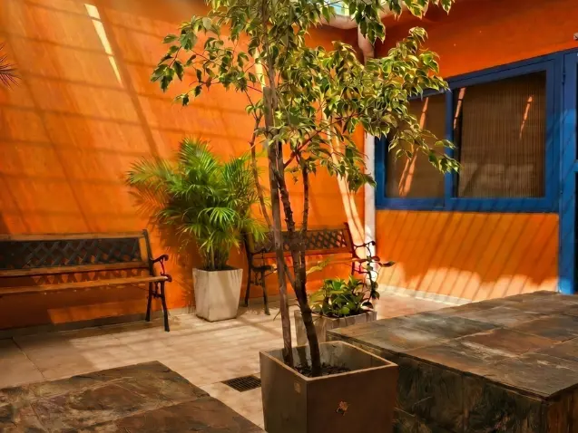 Patio luminoso con plantas y banco